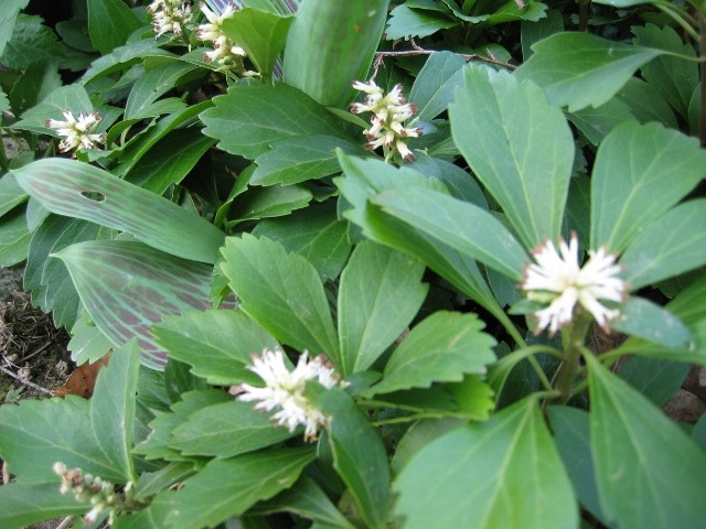 Pachysandra